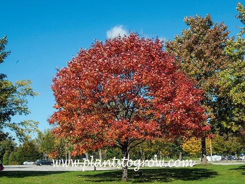 Northwoods Red Maple
Nice fall foliage